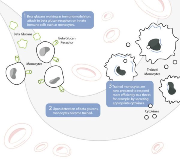 How Yeast Beta Glucan Support The Immune System? - Hiyeast