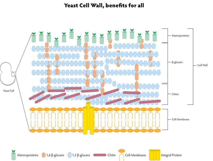 структура клеточной стенки дрожжей