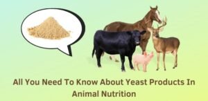 All You Need To Know About Yeast Products In Animal Nutrition